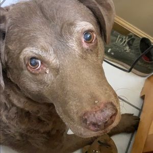 Meet your Posher, Travis